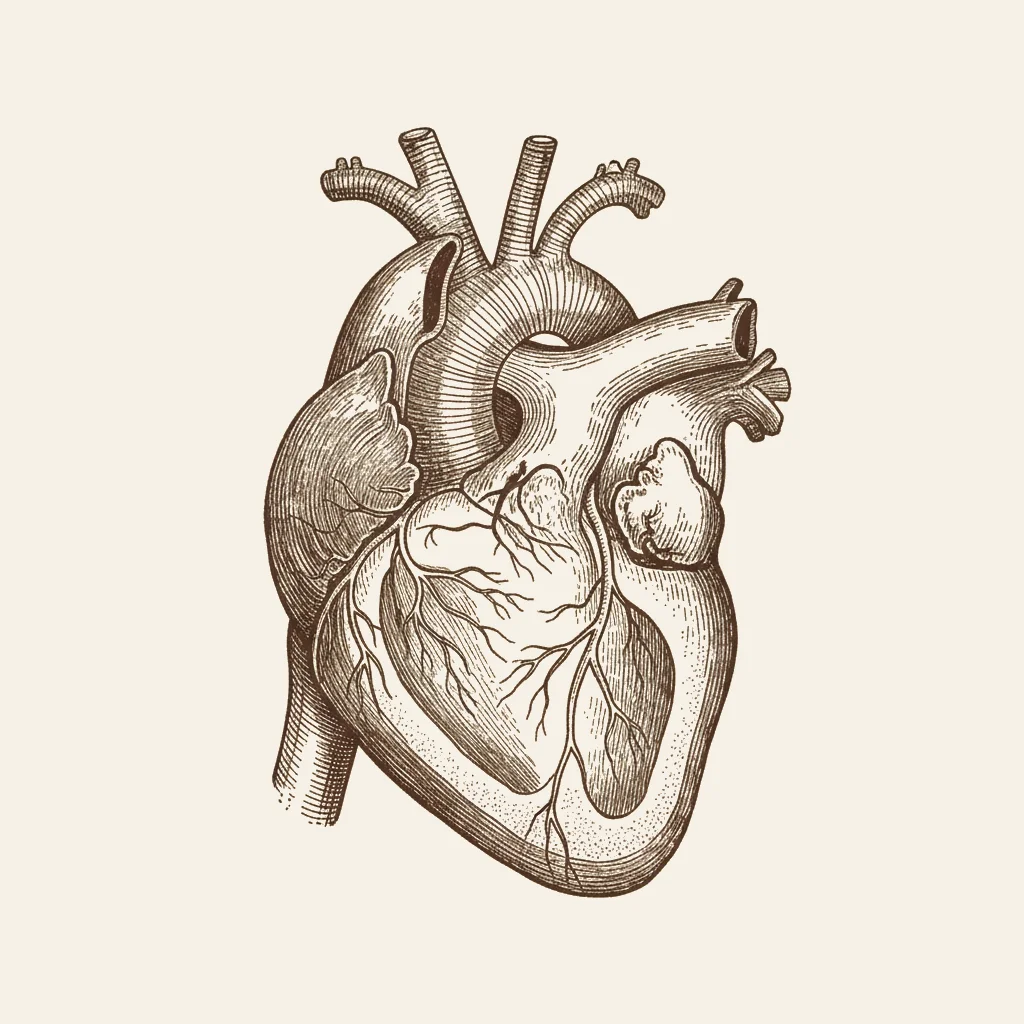 Plate I — Schematic cross-section of the human heart showing four chambers, major valves, and direction of blood flow